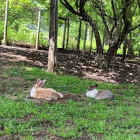 Carrozzino * Sersale